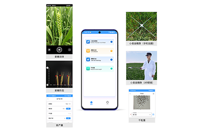 花地玛堂区小麦亩穗数分析仪IN-XM02